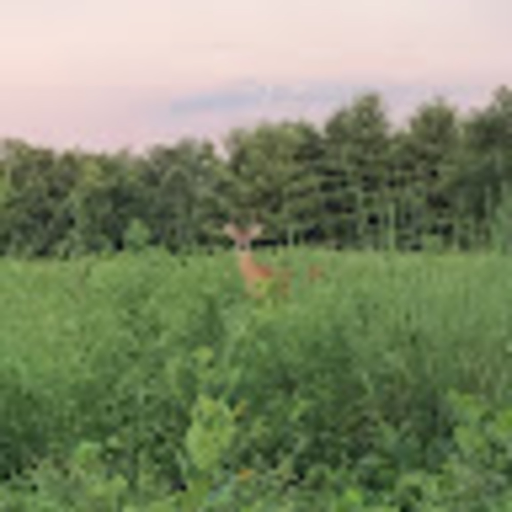 Meet your Posher, Ceilidh